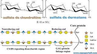 dermatane sulfate