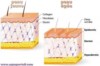fibres dermiques