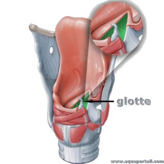Glotte (dans le larynx)