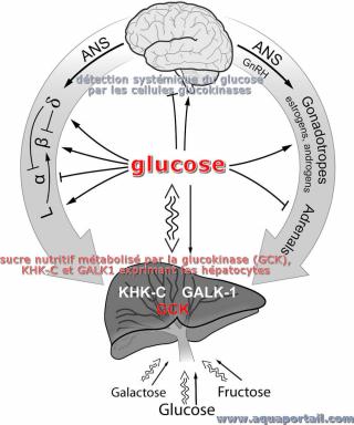 glucokinase