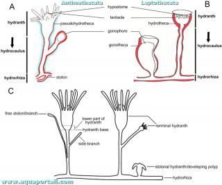 hydrocaule