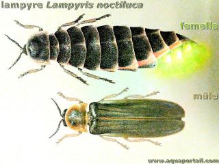 lampyre