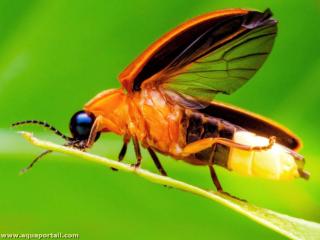 luciole