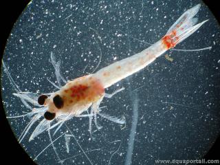 Mysidac Hemimysis anomala (Mysida)