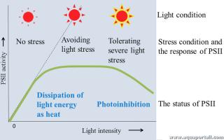 photoinhibition