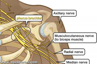 plexus brachial