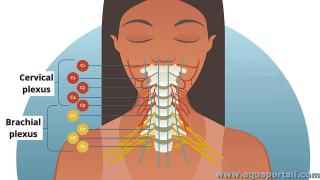 Plexue cervical et plexus brachial