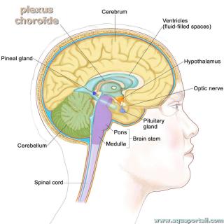 plexus chorode