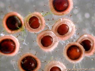 Statoblastes de bryozoaires Pectinatella magnifica