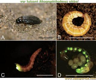 Ver luisant Rhagophthalmus ohbai