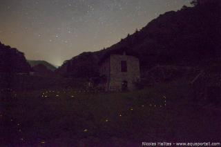Vol de lucioles (points verts) dans le Pimont italien