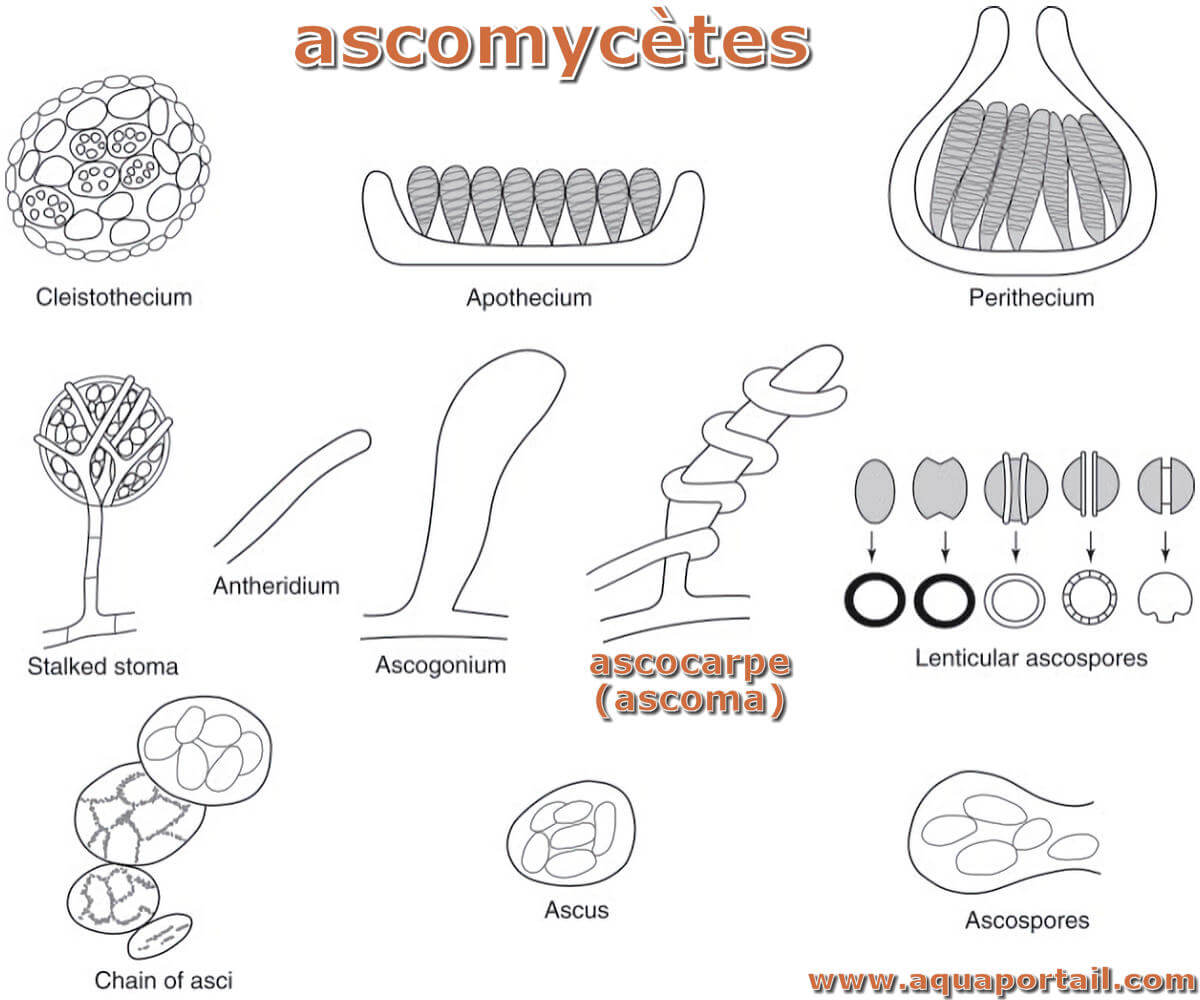 Ascocarpe définition et explications