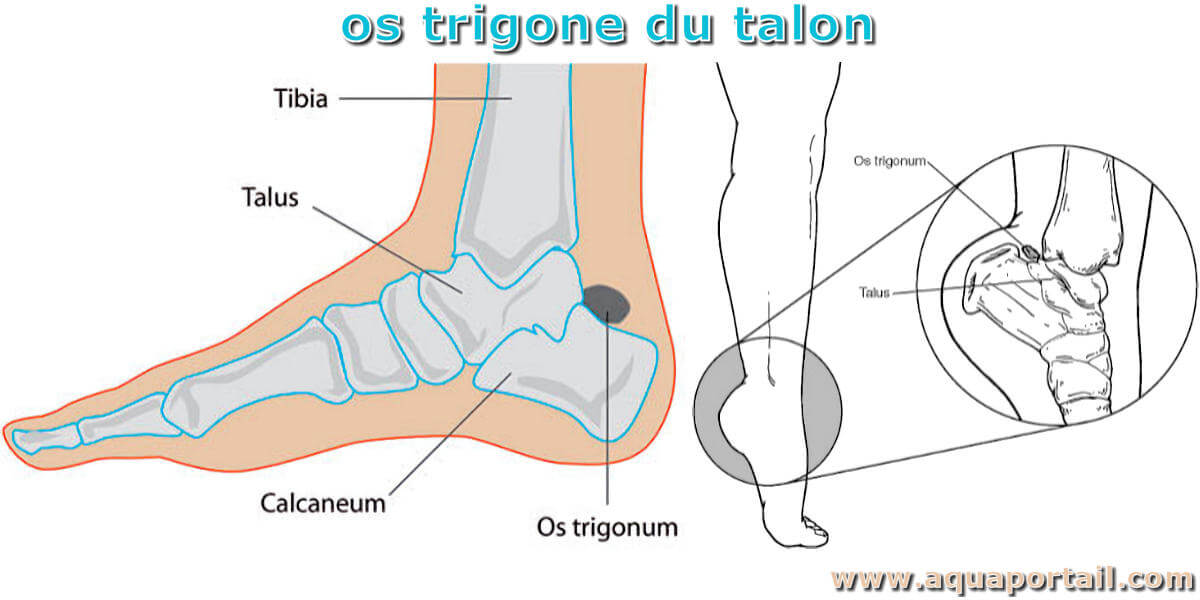 LIPPI-trigone, Le Trigone est un grillage tissé à mailles h…