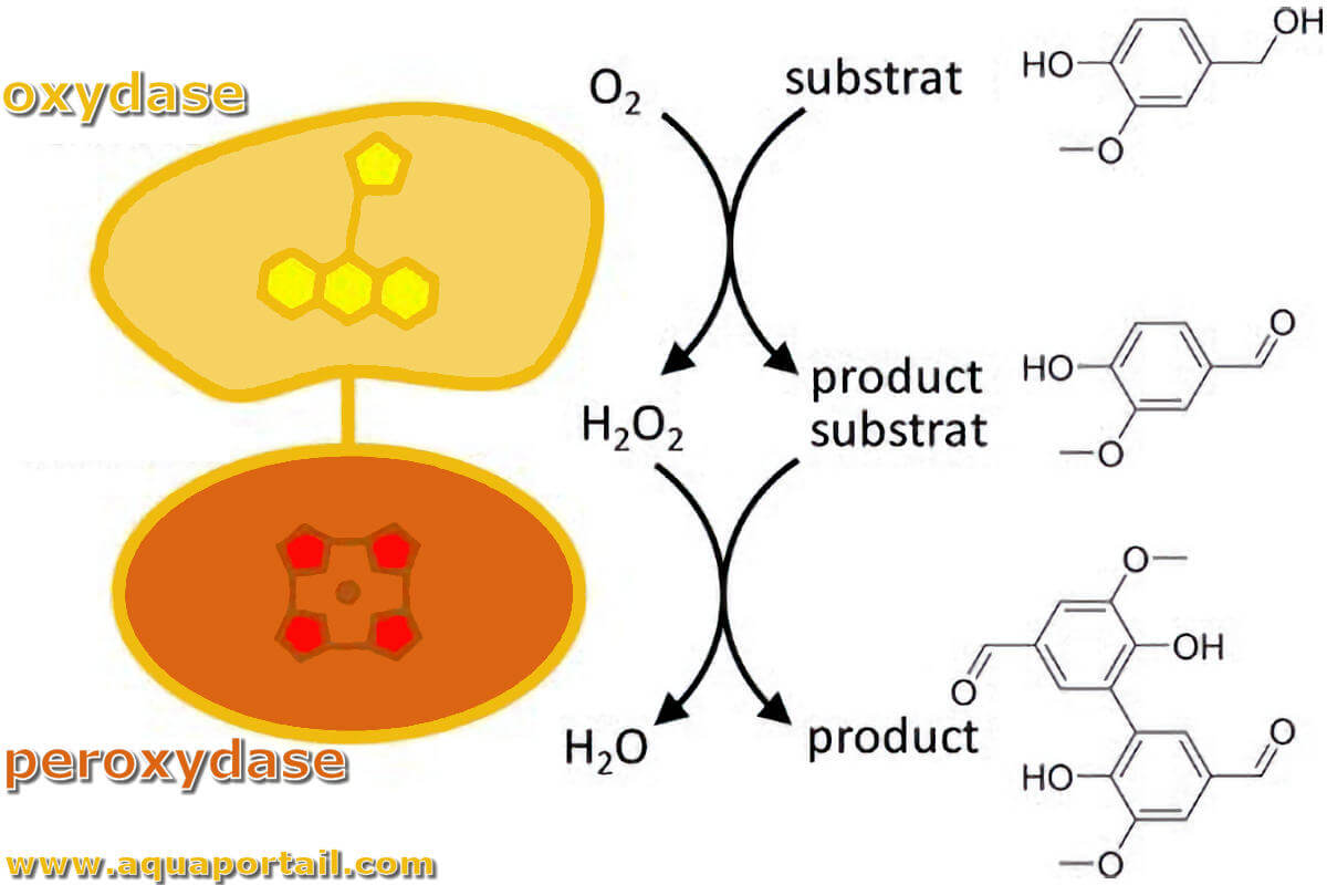 Peroxyde D hydrog ne H2O2 D finition Et Explications Peroxyde D hydrog ne H2O2 D finition Et Explications