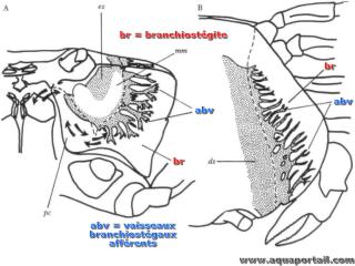 branchiostgite