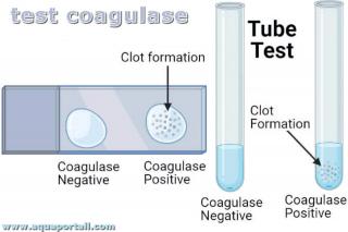 coagulase