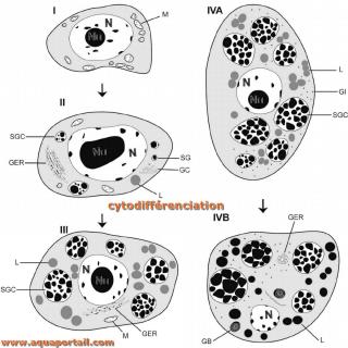 cytodiffrenciation
