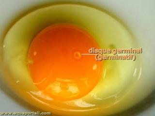 disque germinatif