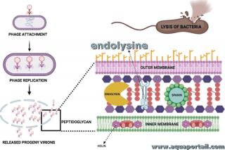 endolysine