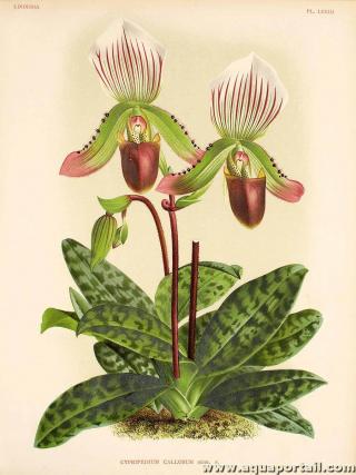 Feuillage tessel de Paphiopedilum callosum