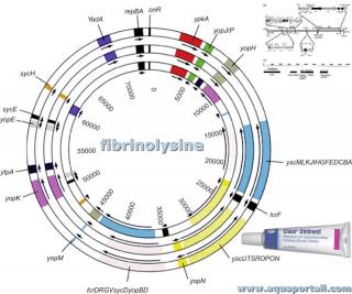 fibrinolysine