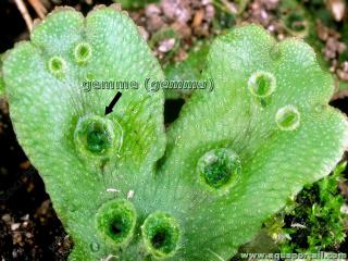 Gemmes (gemmas) d'une algue hpatique du genre Marchantia