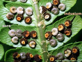 Indusies (indusiums) et sores d'une fougre