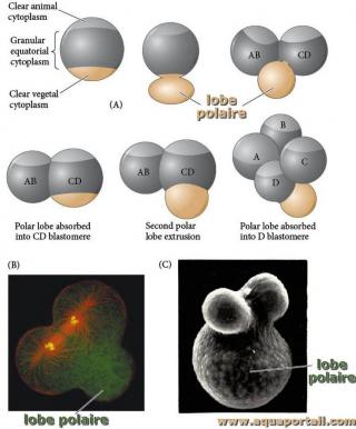 lobe polaire
