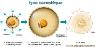 lyse osmotique