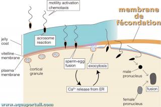 membrane de fcondation
