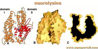Neurolysine : structure
