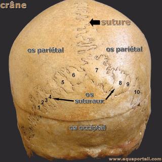 sutural