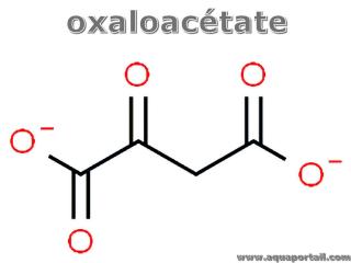 Oxaloactate (structure)