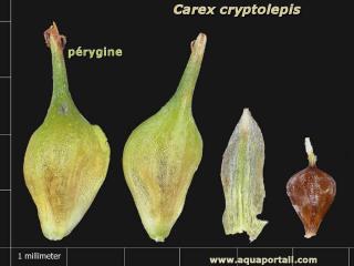 prigyne