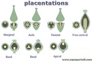 placentation