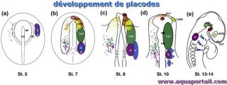 placode