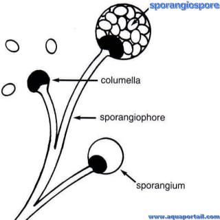 sporangiospore