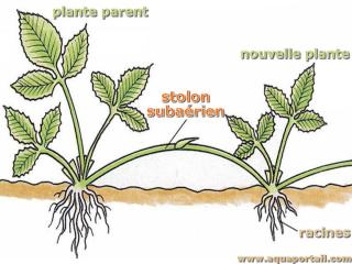 Stolon subarien d'une plante