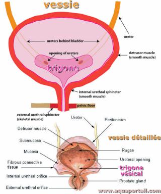 trigone vsical