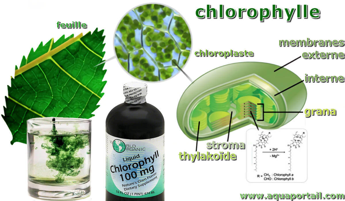 Chlorophylle : définition et explications