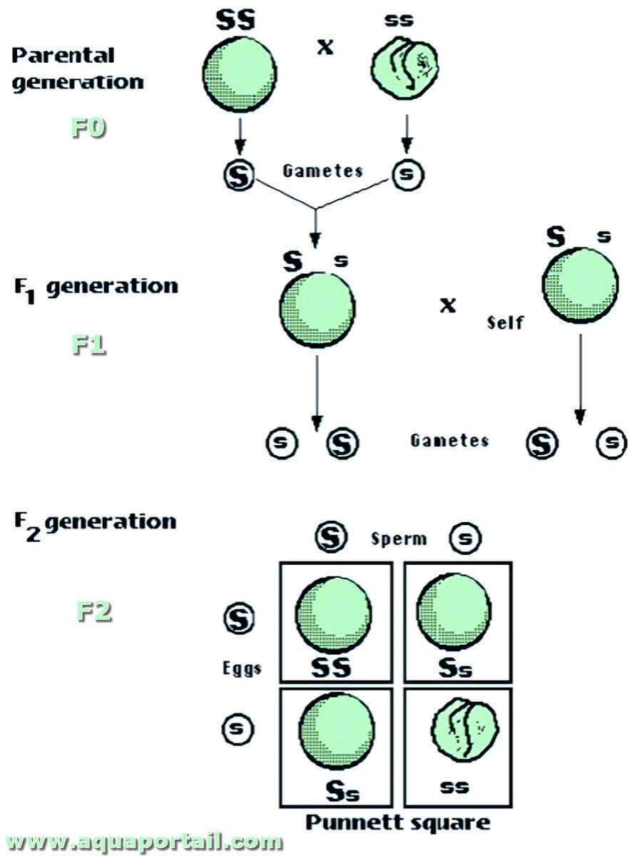 F1 F2 D finition Et Explications AquaPortail