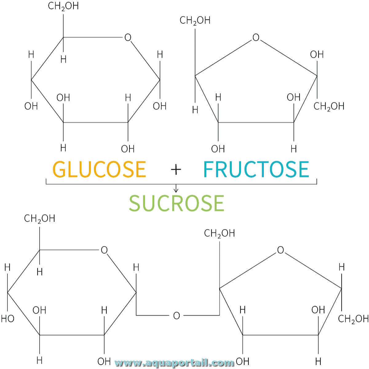 Fructose : définition et explications