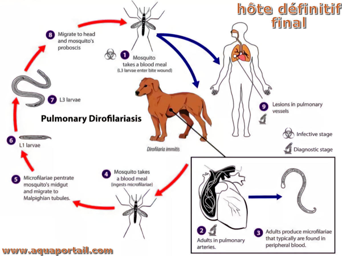 Hôte définitif : définition et explications