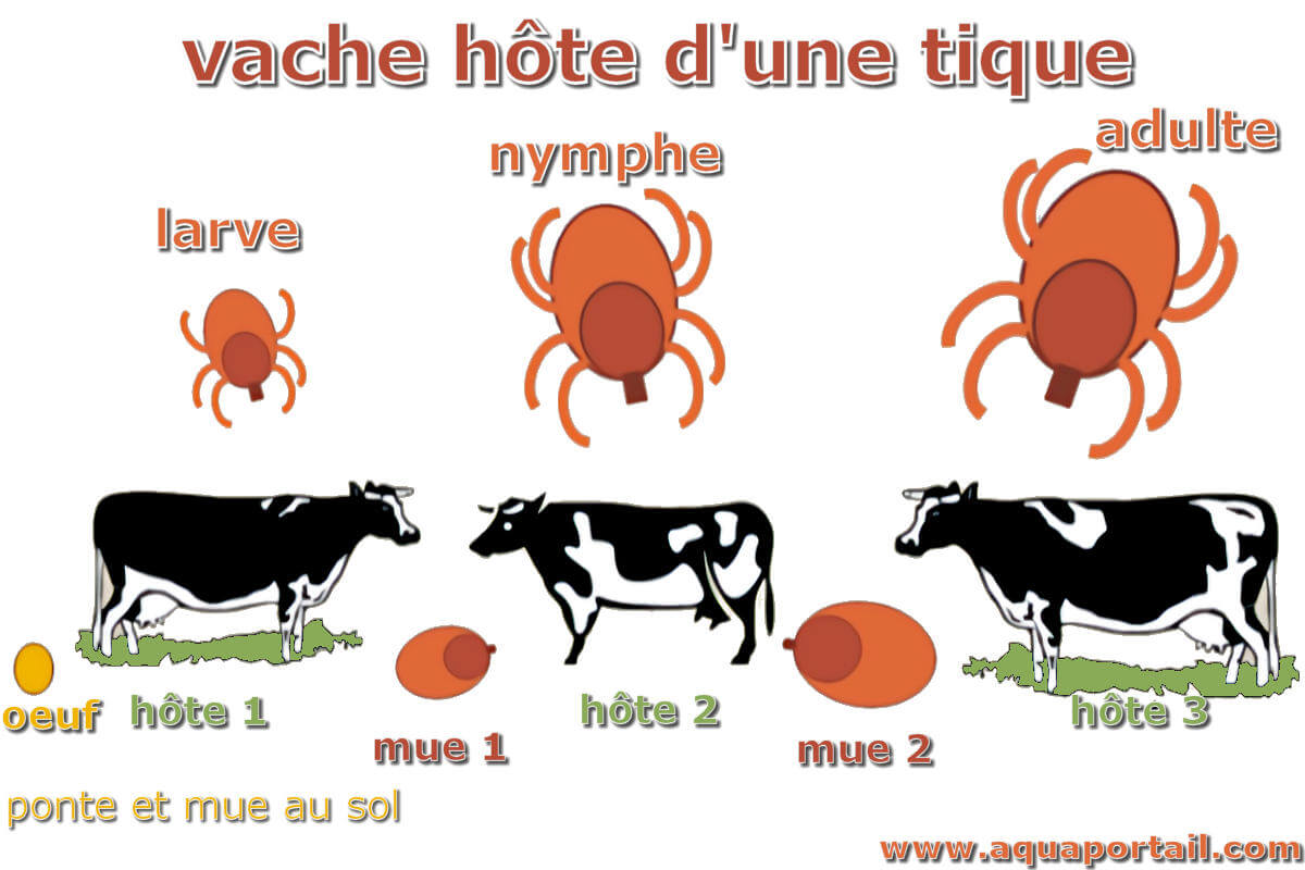 Hôte : définition et explications