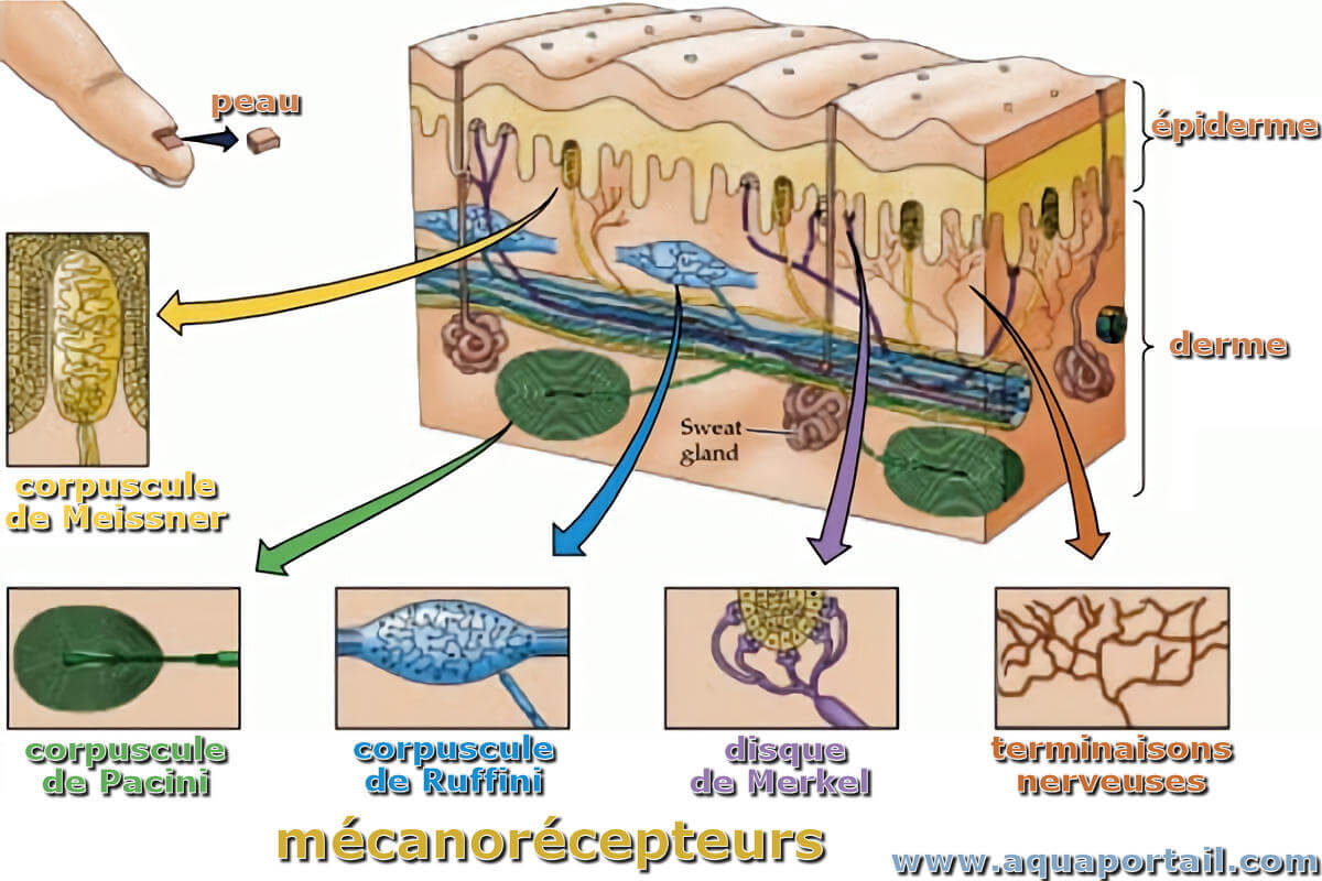 Physiologie  les récepteurs sensoriels - cours de 2 ème année médecine 