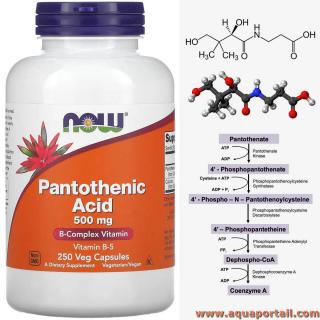 Acide pantothnique (vitamine B5)