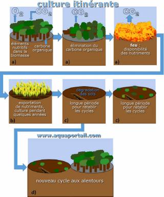 Agriculture itinrante (schma d'une culture itinrante)