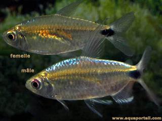 Pareja de _Alestopetersius smykalai (hembra al fondo, macho en primer plano)