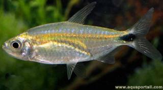 Una hembra de _Alestopetersius smykalai