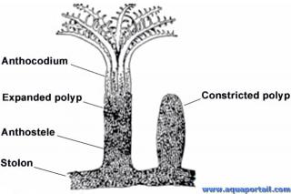 Anthocodie (anthocodium) et anthostle d'un polype de corail